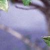 Ilex x attenuata 'Foster's #2', leaves