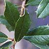 Ilex x attenuata 'Foster's #2', leaves