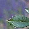 Ilex x attenuata 'Foster's #2', leaves