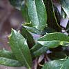 Ilex x attenuata 'Foster's #2', leaves