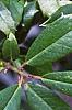 Ilex x attenuata 'Foster's #2', leaves