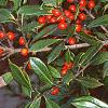 Ilex x attenuata 'Foster's #2', fruit
