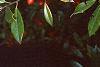 Ilex x attenuata 'Foster's #2', fruit