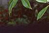 Ilex x attenuata 'Foster's #2', fruit