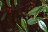 Ilex x attenuata 'Foster's #2', fruit