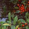 Ilex x attenuata 'Foster's #2', fruit