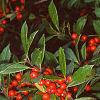 Ilex x attenuata 'Foster's #2', fruit