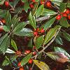 Ilex x attenuata 'Foster's #2', fruit