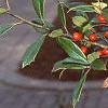 Ilex x attenuata 'Foster's #2', fruit