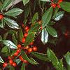 Ilex x attenuata 'Foster's #2', fruit