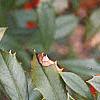 Ilex x attenuata 'Foster's #2', fruit