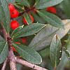 Ilex x attenuata 'Foster's #2', fruit