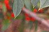Ilex x attenuata 'Foster's #2', fruit