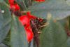 Ilex x attenuata 'Foster's #2', fruit
