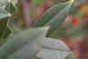 Ilex x attenuata 'Foster's #2', fruit