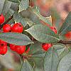 Ilex x attenuata 'Foster's #2', fruit