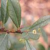 Ilex x attenuata 'Foster's #2', fruit