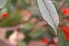 Ilex x attenuata 'Foster's #2', fruit