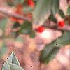 Ilex x attenuata 'Foster's #2', fruit