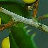Ilex x attenuata 'Longwood Gold', fruit