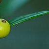 Ilex x attenuata 'Longwood Gold', fruit