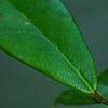 Ilex x attenuata 'Longwood Gold', fruit
