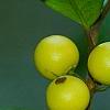 Ilex x attenuata 'Longwood Gold', fruit