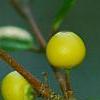 Ilex x attenuata 'Longwood Gold', fruit