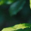 Ilex x attenuata 'Sunny Foster', leaves