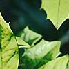 Ilex x attenuata 'Sunny Foster', leaves