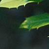 Ilex x attenuata 'Sunny Foster', leaves