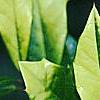 Ilex x attenuata 'Sunny Foster', leaves