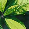 Ilex x attenuata 'Sunny Foster', leaves