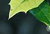 Ilex x attenuata 'Sunny Foster', leaves