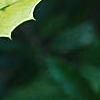 Ilex x attenuata 'Sunny Foster', leaves