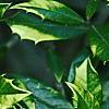 Ilex x attenuata 'Sunny Foster', leaves