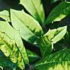 Ilex x attenuata 'Sunny Foster', leaves