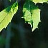 Ilex x attenuata 'Sunny Foster', leaves
