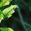 Ilex x attenuata 'Sunny Foster', leaves