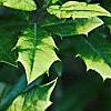 Ilex x attenuata 'Sunny Foster', leaves