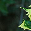Ilex x attenuata 'Sunny Foster', leaves