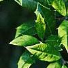 Ilex x attenuata 'Sunny Foster', leaves