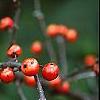 Ilex x 'Carolina Cardinal', fruit
