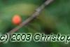 Ilex x 'Carolina Cardinal', fruit