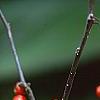 Ilex x 'Carolina Cardinal', fruit