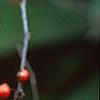 Ilex x 'Carolina Cardinal', fruit