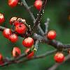 Ilex x 'Carolina Cardinal', fruit