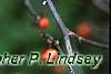 Ilex x 'Carolina Cardinal', fruit