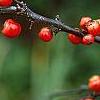 Ilex x 'Carolina Cardinal', fruit