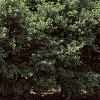 Ilex cornuta 'Burfordii', habit